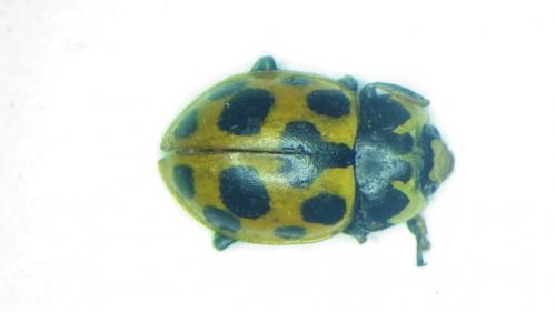 Réf. 276 152 : Ceratomegilla notata
